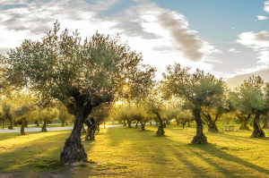 How Are Olive Trees Grown?